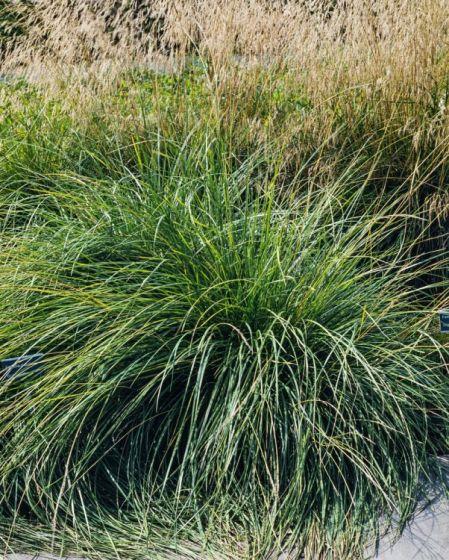 [5152] FESTUCA MAIREI GDT