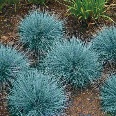 [5154] FESTUCA OVINA GDT