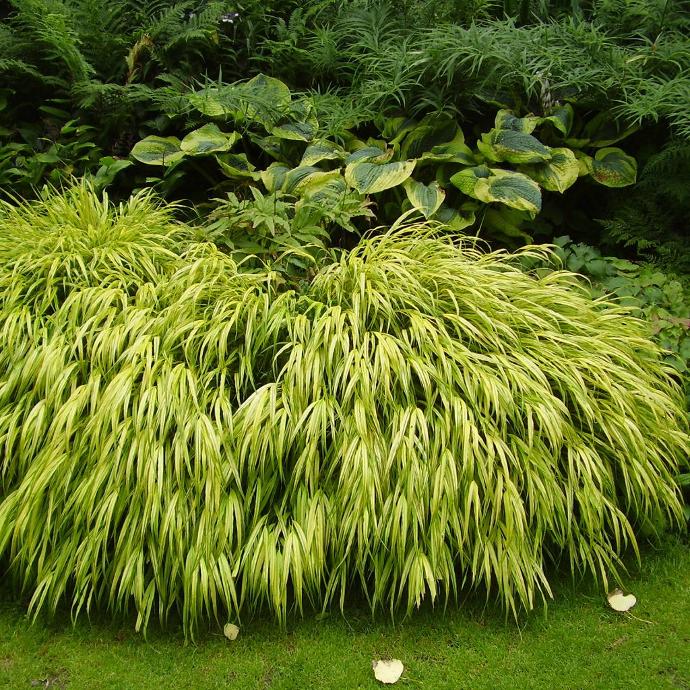 HAKONECHLOA MACRA AUREOLA GDT