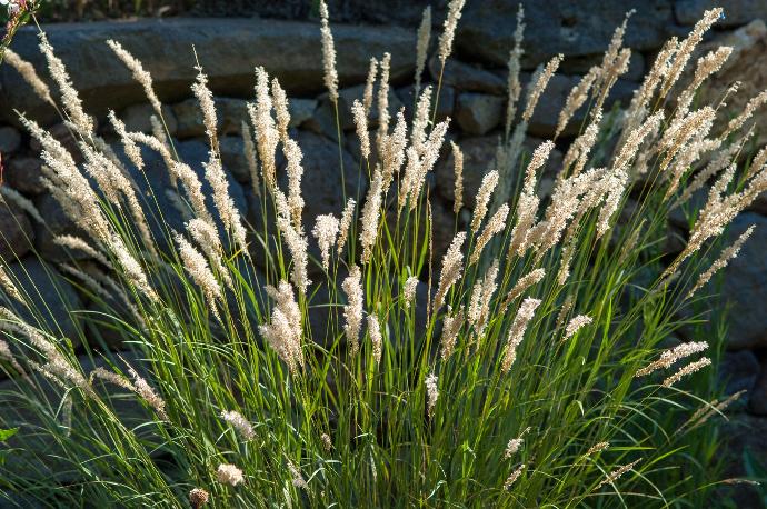 MELICA CILIATA GDT