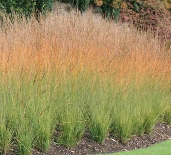 MOLINIA CAERULA GDT