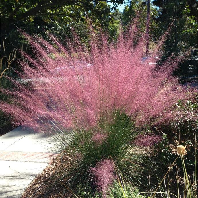 MUHLENBERGIA CAPILLARIS GDT