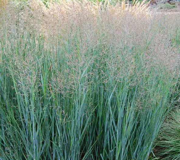 PANICUM VIRGATUM GDT