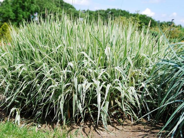 PHALARIS ARUNDINACÉA GDT
