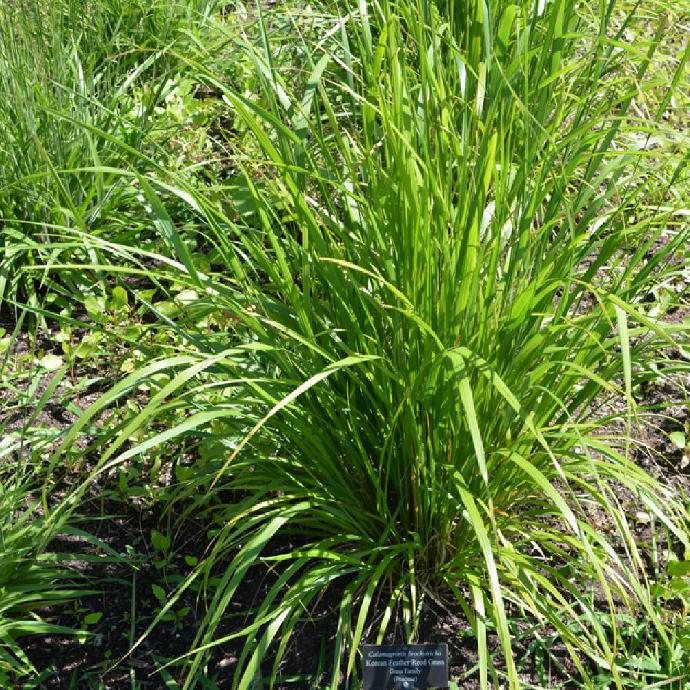 STIPA BRACHYTRICHA GDT
