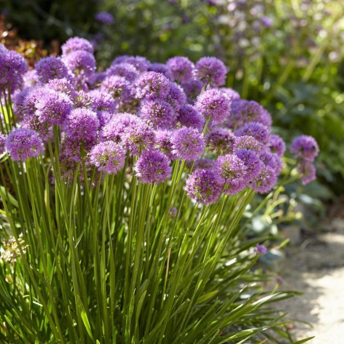 [0984] ALLIUM MILLENIUM CLT 2-3