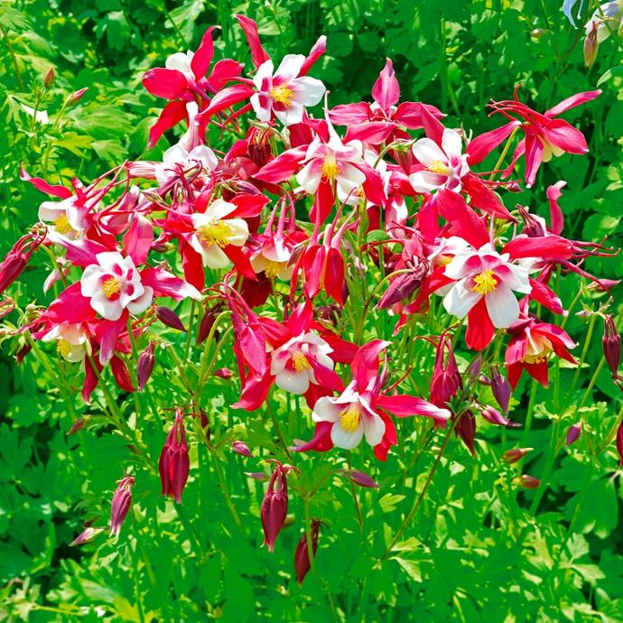 [1147] AQUILEGIA CRIMSON STAR ROUGE ET BLANC CLT 2-3