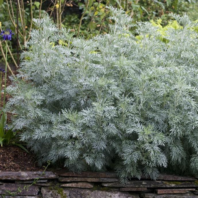 ARTEMISIA POWIS CASTLE ARGENTÉE CLT 2-3