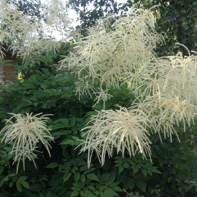 ARUNCUS DIOICUS"SYLVESTRIS"CRÈME CLT 2-3