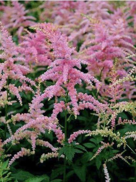 [1517] ASTILBE ARE.BRESSING BEAUTY ROSE CLT 2-3