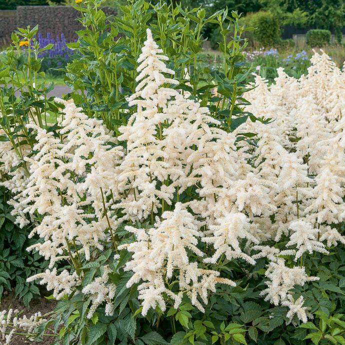 ASTILBE JAP.DEUTSCHLAND BLANCHE CLT 2-3