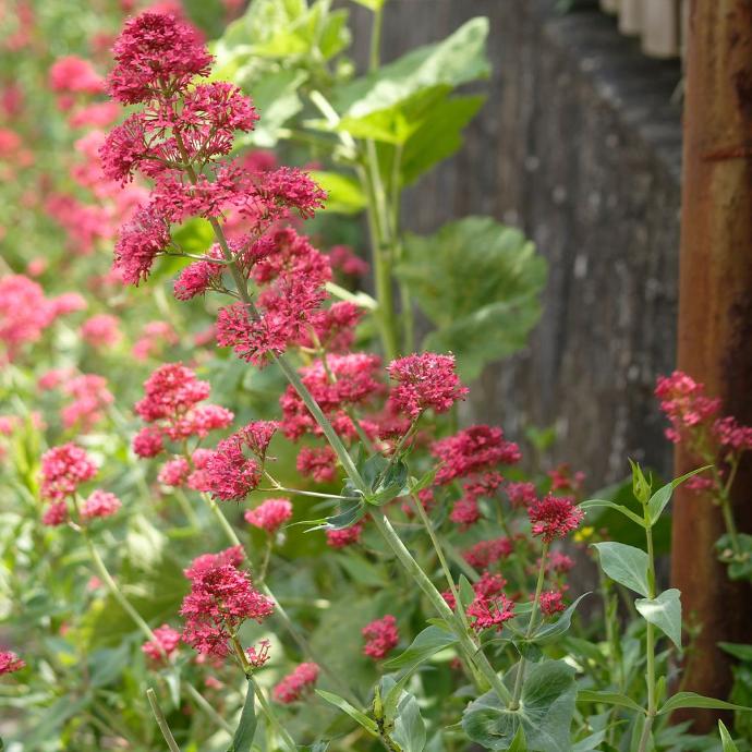 CENTRANTHUS RUBER ROUGE CLT 1