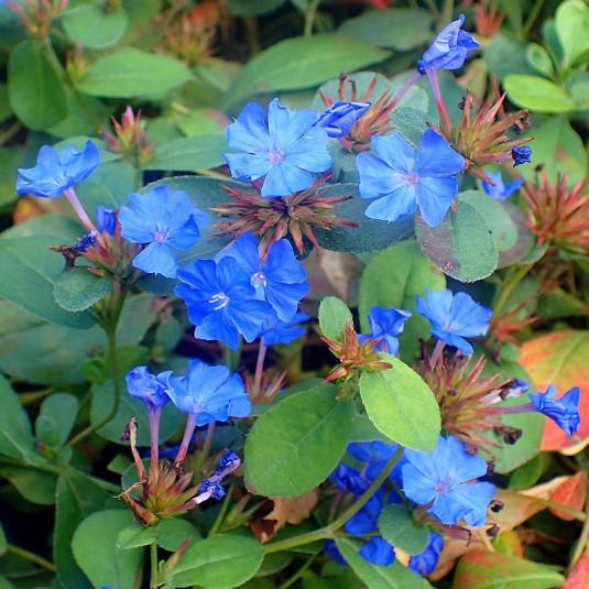 CERATOSTIGMA PLUMBAGOIDES BLEU CLT 1