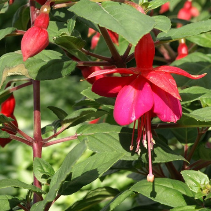 FUCHSIA CHAMPION CLT 2-3