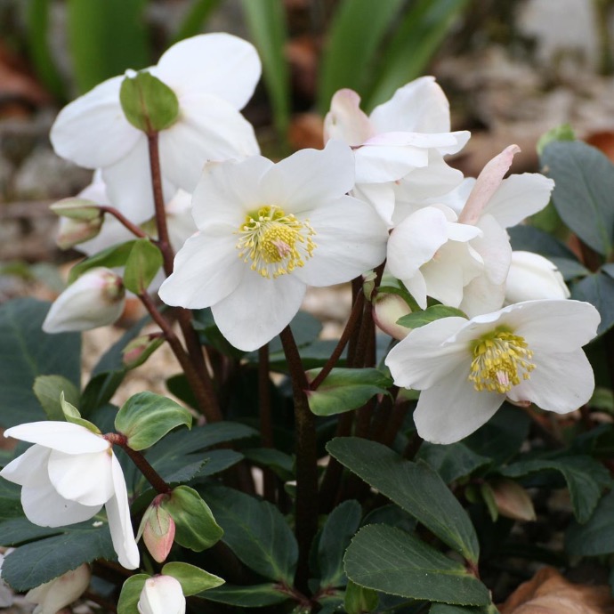 HELLEBORUS NIGER BLANCHE CLT 2-3