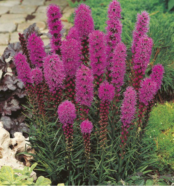 [7028] LIATRIS SPICATA ROSE VIOLACÉ CLT 2-3