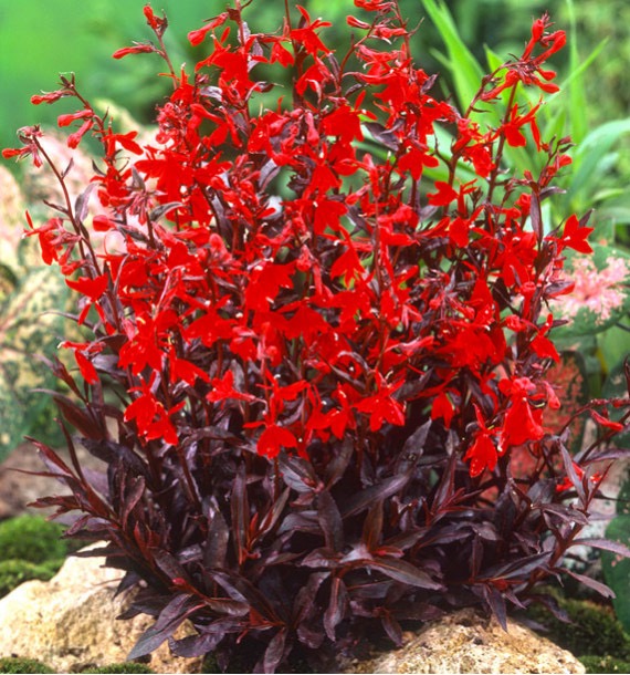 LOBELIA CARD.QUEEN VICTORIA ROUGE CLT 2-3