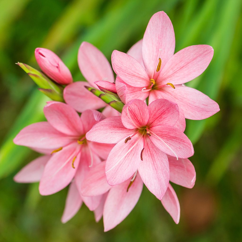 SCHIZOSTYLIS COCCINEA ROSE CLT 2-3