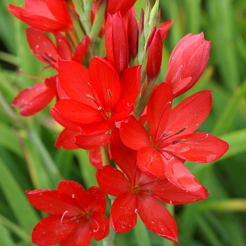 [11214] SCHIZOSTYLIS COCCINEA ROUGE CLT 2-3