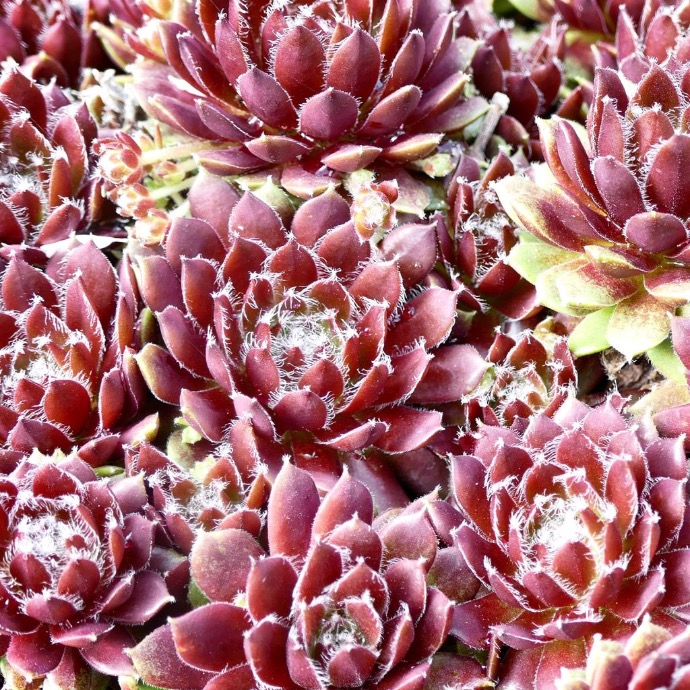SEMPERVIVUM FEUILLE ROUGE CLT 1