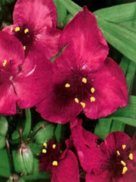 TRADESCANTIA RUBRA ROUGE CARMIN CLT 2-3