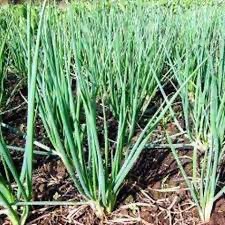 ALLIUM FISTULOSUM CIBOULE CLT 1