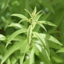 ALOYSIA CITRODORA (VERVEINE CITRONELLE) CLT 1-2