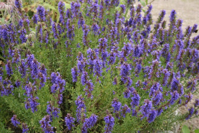 HYSSOPUS OFFICINALIS CLT 1