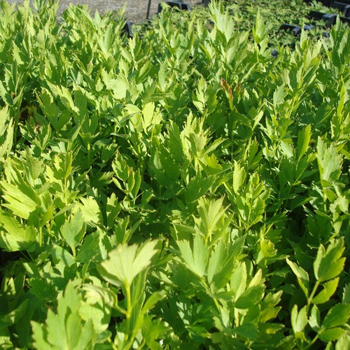 LEVISTICUM OFFICINALE CELERI VIVACE CLT 1