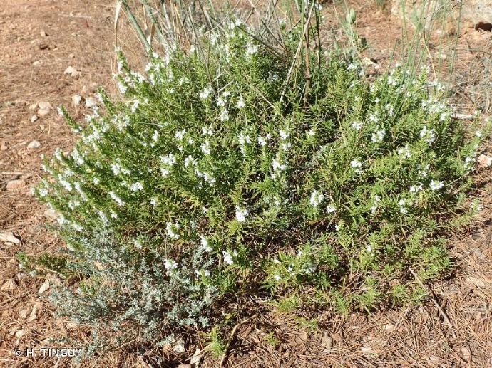 SATUREJA MONTANA (SARIETTE) CLT 1