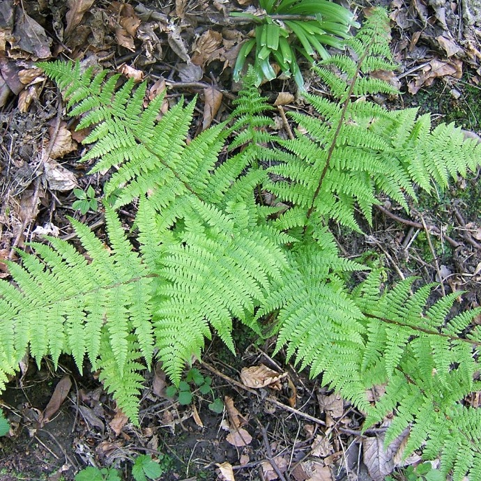ATHYRIUM FILIX-FEMINA CLT 2-3