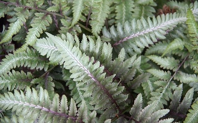 ATHYRIUM NIPONICUM METALLICUM CLT 2-3