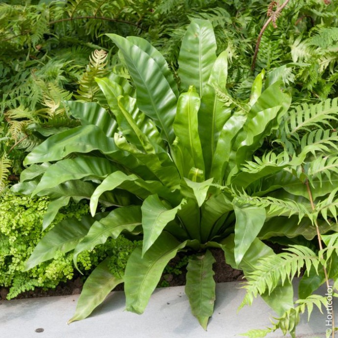 [8981] PHYLLITIS SCOLOPENDRIUM (ASPLENIUM) CLT 2-3