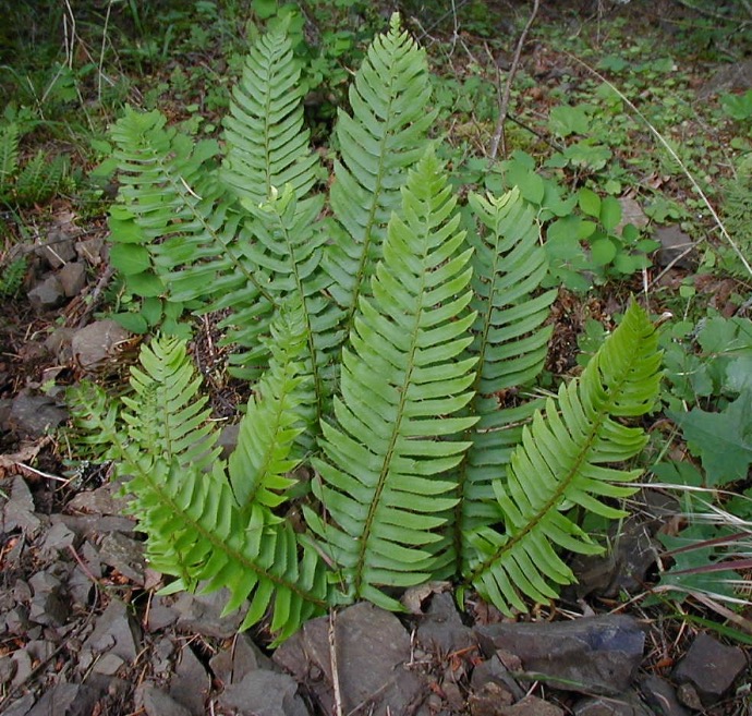 POLYSTICHUM MUNITUM CLT 2-3