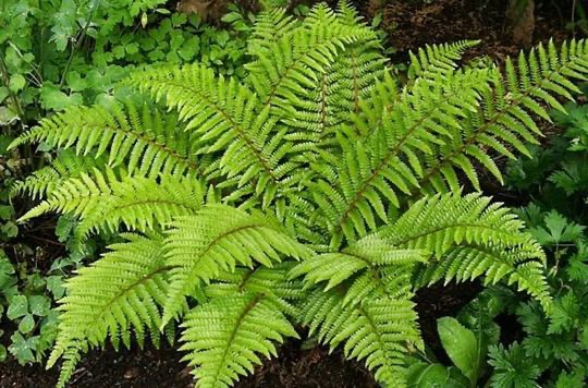 POLYSTICHUM POLYBLEPHARUM CLT 2-3