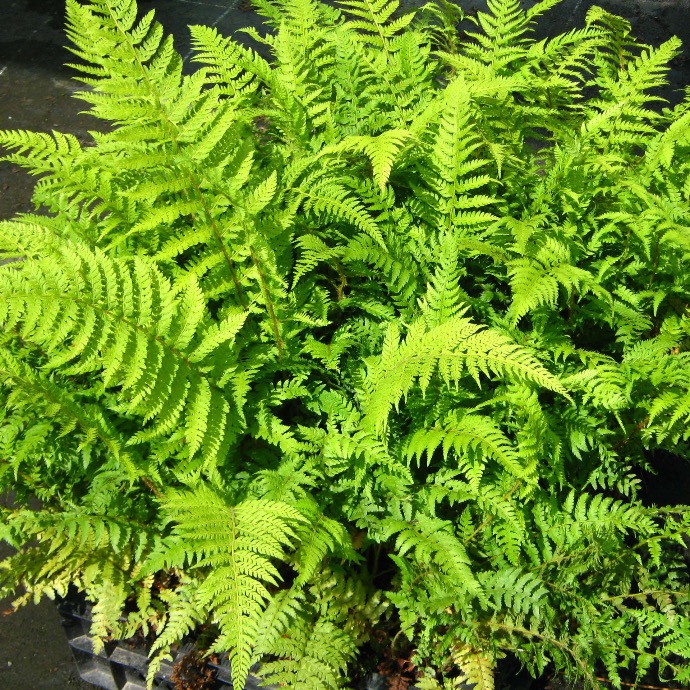 POLYSTICHUM SETIFERUM PLUMOSUM DENSUM CLT 2-3