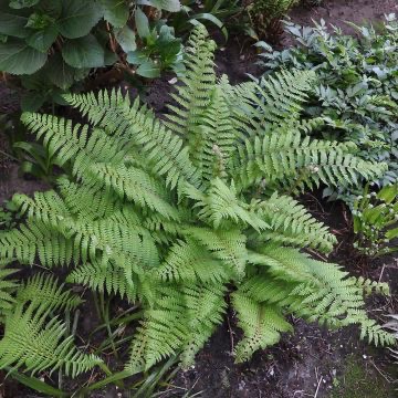 POLYSTICHUM SETIFERUM PROLIFERUM CLT 2-3