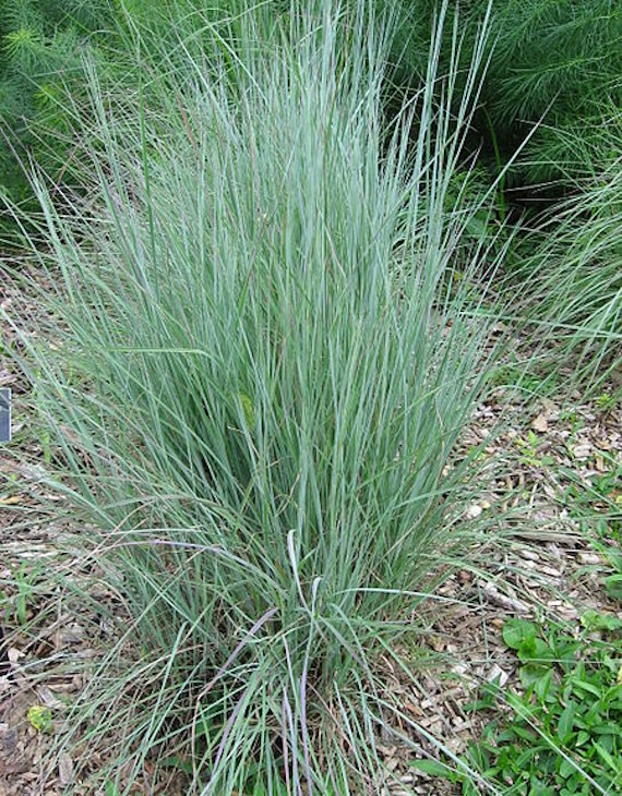 ANDROPOGON SCOPARIUM PRAIRIE BLUES CLT 2-3