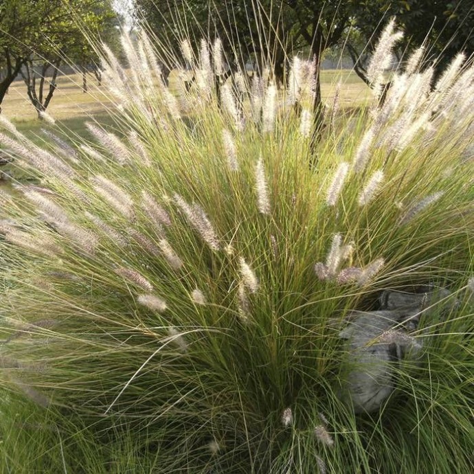 DESCHAMPSIA CAEP.GOLDSCHLEIER CLT 1