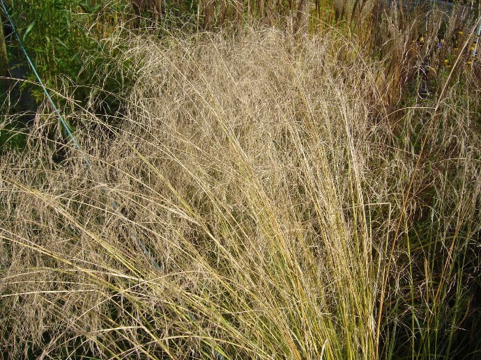 ERAGROSTIS CURVULA BRUN CLT 2-3