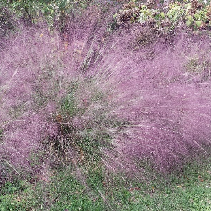 ERAGROSTIS SPECTABILIS CLT 2-3