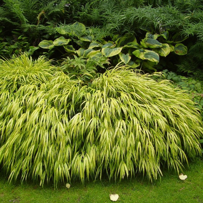 HAKONECHLOA MACRA AUREOLA CLT 2-3