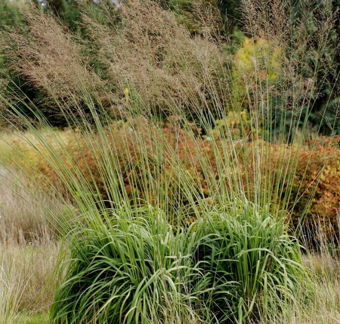 MOLINIA ARUNDINACEA TRANSPARENT CLT 1