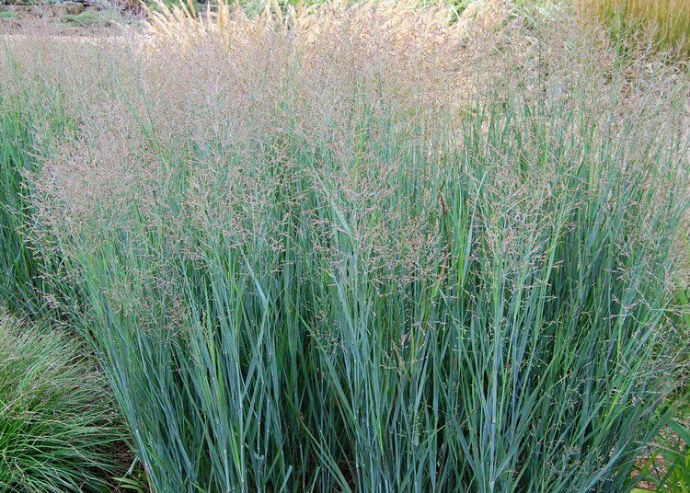 PANICUM VIRGATUM HEAVY METAL CLT 1