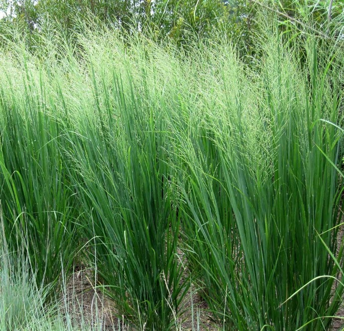 PANICUM VIRGATUM NORTHWIND CLT 2-3