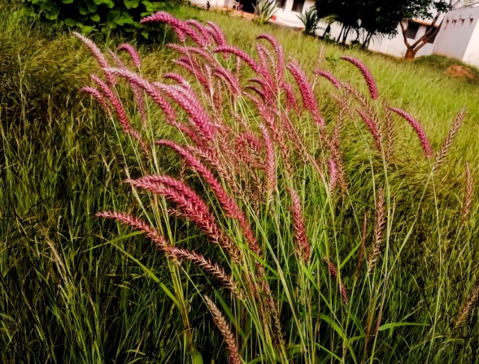 PANICUM VIRGATUM REHBRAUN CLT 1