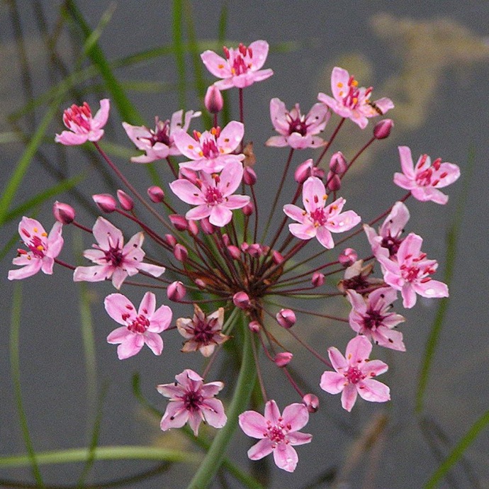 BUTOMUS UMBELLATUS ROSE GDT