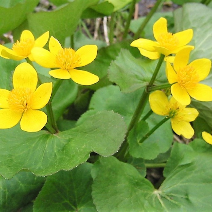 CALTHA PALUSTRIS GDT
