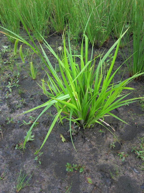 [2402] CAREX PSEUDOCYPERUS GDT