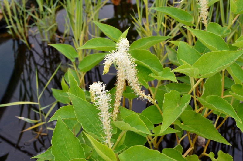 SAURURUS CERNUUS ÉPI BLANC GDT